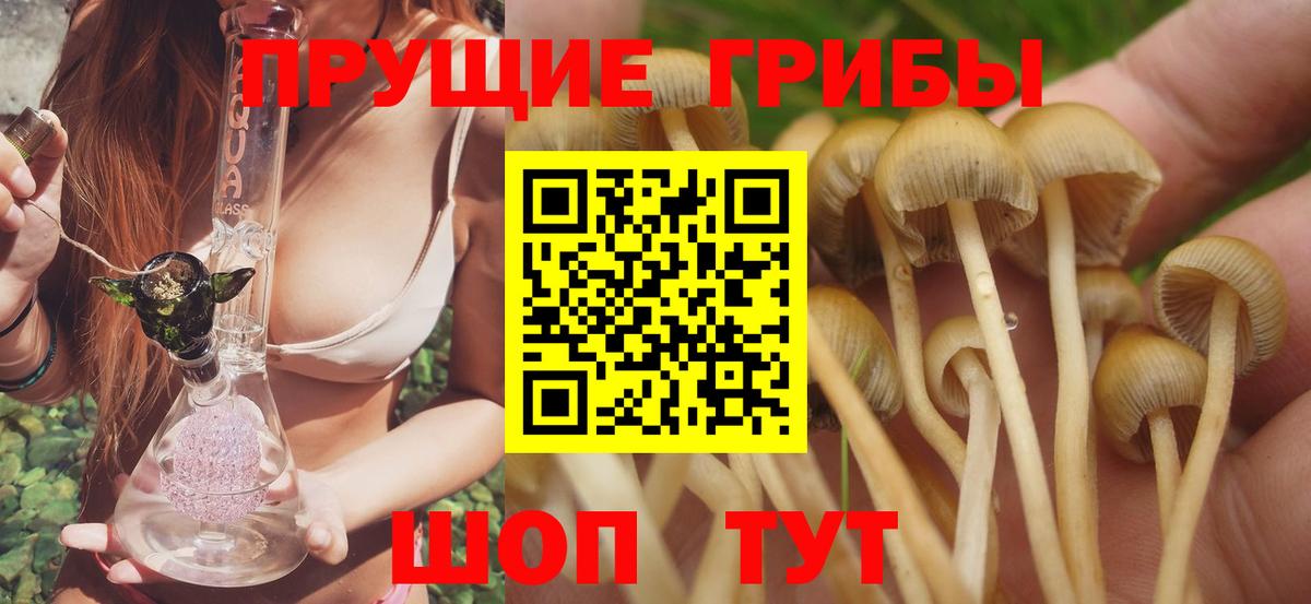 как найти наркотики  Вход с VPN  Псилоцибиновые грибы Psilocybe  Советск  Псилоцибиновые грибы Psilocybine cubensis 